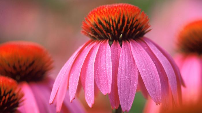 planta-fresca-echinacea equinacea